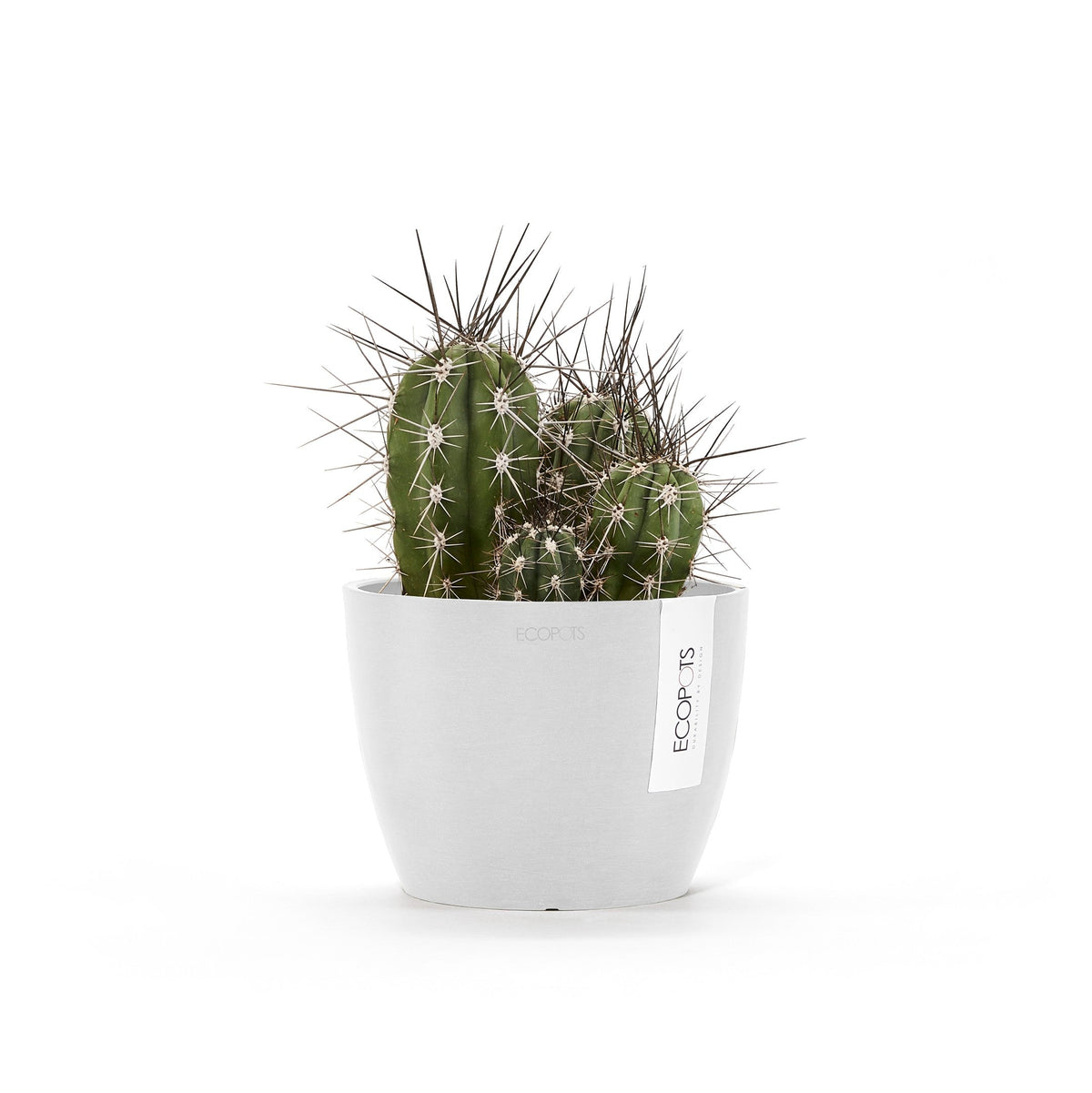 Kukkaruukku Tukholma 14cm valkoinen – kasvin kanssa 2
