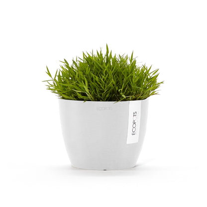 Kukkaruukku Tukholma 14cm valkoinen – kasvin kanssa 3