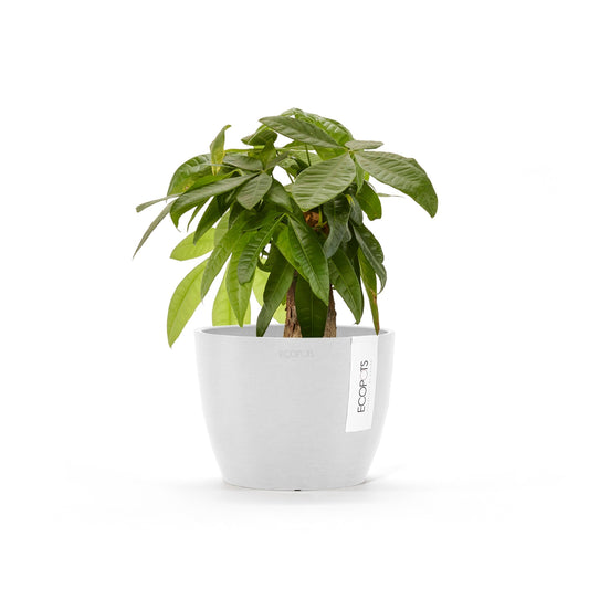 Kukkaruukku Tukholma 18cm valkoinen – kasvin kanssa
