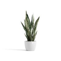 Kukkaruukku Tukholma 20cm valkoinen