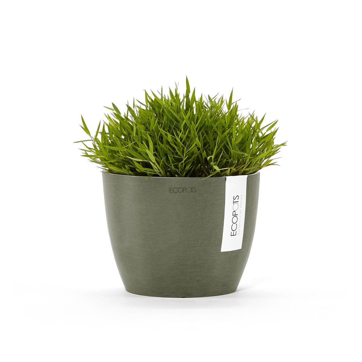 Kukkaruukku Tukholma 14cm kaki – kasvin kanssa 3