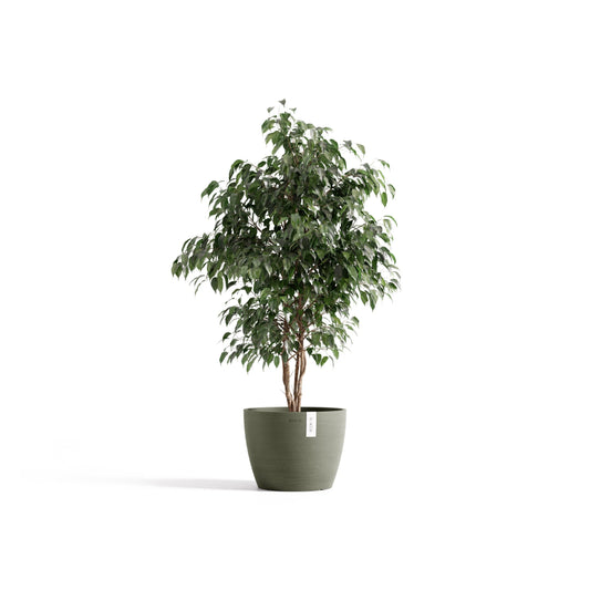Kukkaruukku Tukholma 31cm kaki – kasvin kanssa