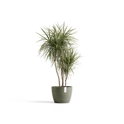 Kukkaruukku Tukholma 40cm kaki – kasvin kanssa