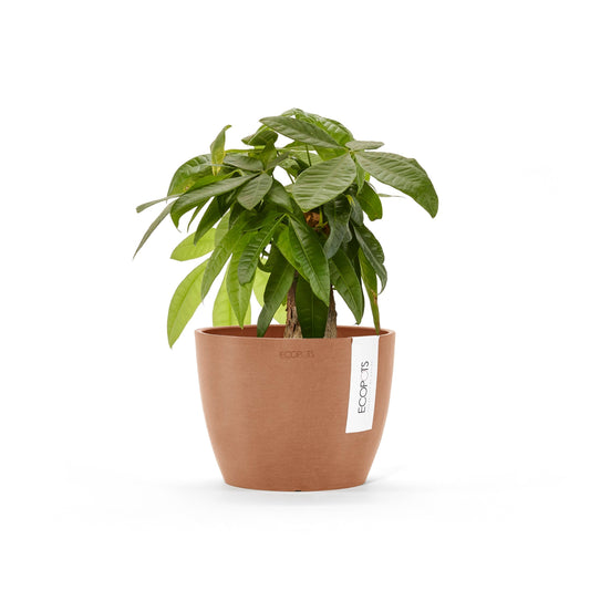 Kukkaruukku Tukholma 14cm terracotta – kasvin kanssa