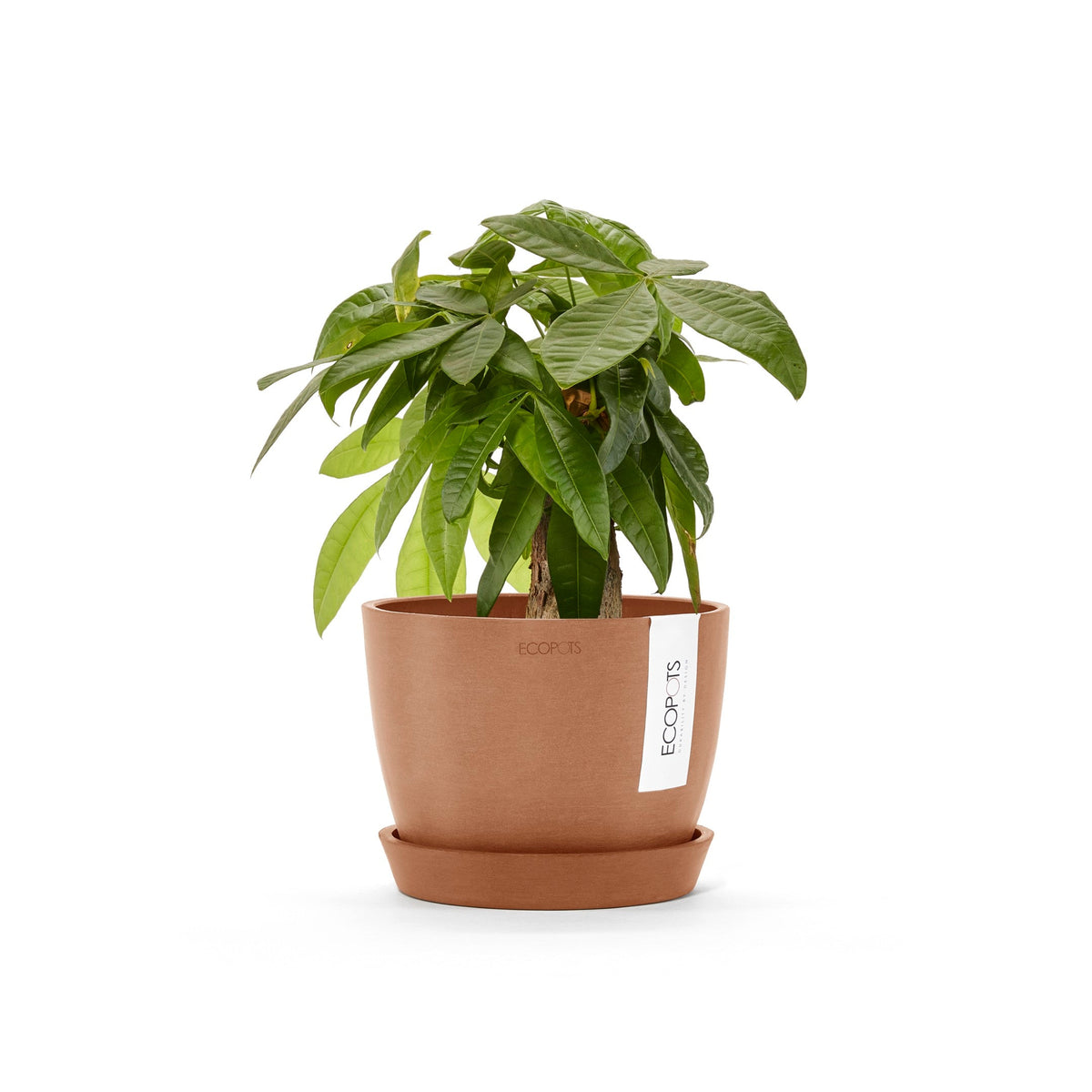 Kukkaruukku Tukholma 18cm terracotta – aluslautasen ja kasvin kanssa