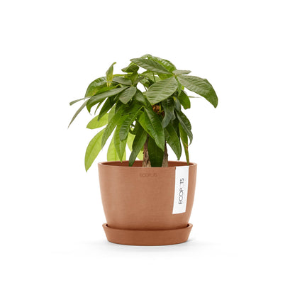 Kukkaruukku Tukholma 18cm terracotta – aluslautasen ja kasvin kanssa