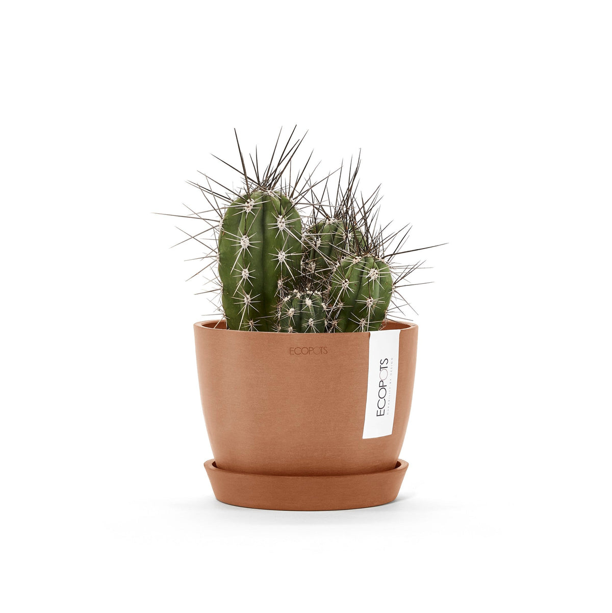 Kukkaruukku Tukholma 18cm terracotta – aluslautasen ja kasvin kanssa 2