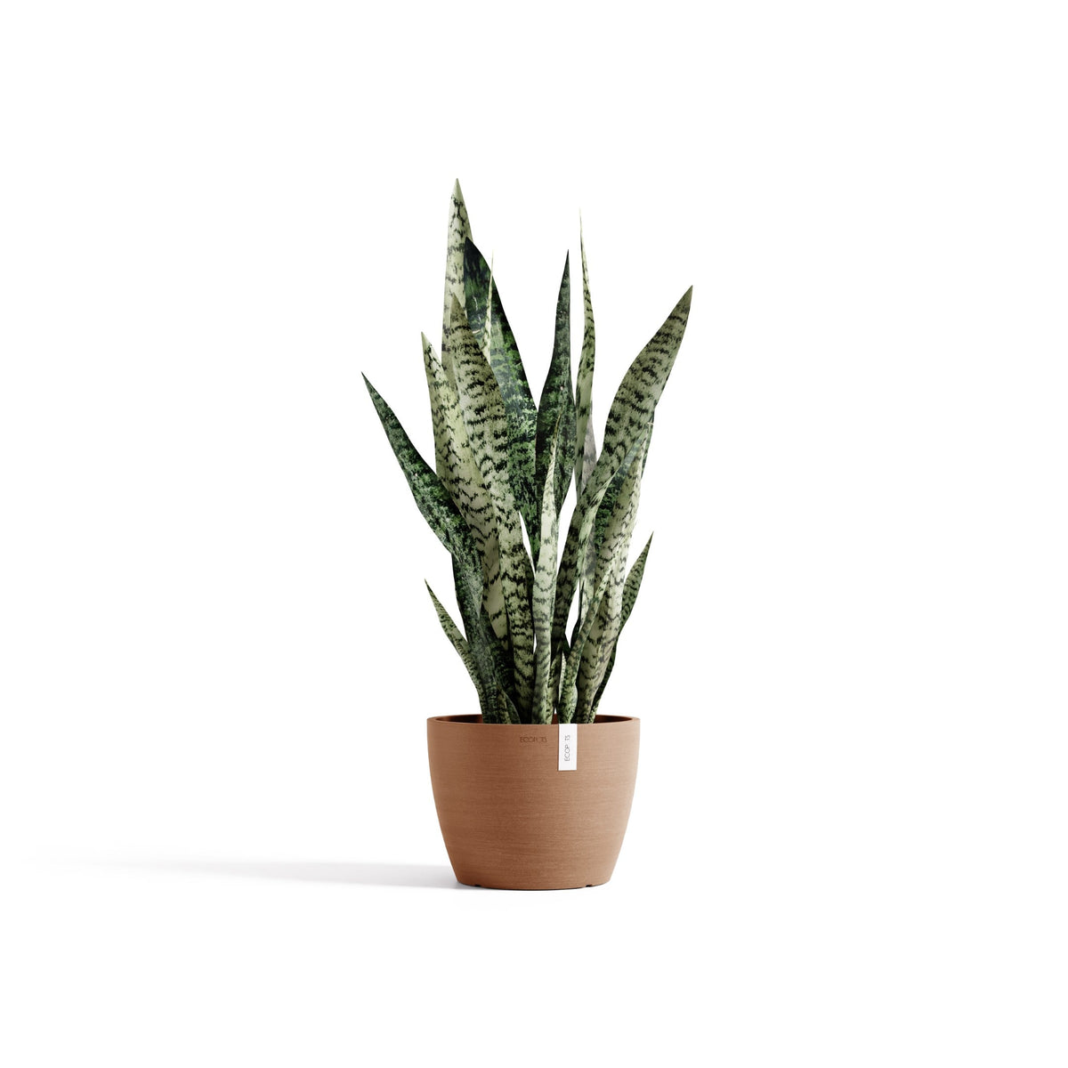 Kukkaruukku Tukholma 20cm terracotta – kasvin kanssa