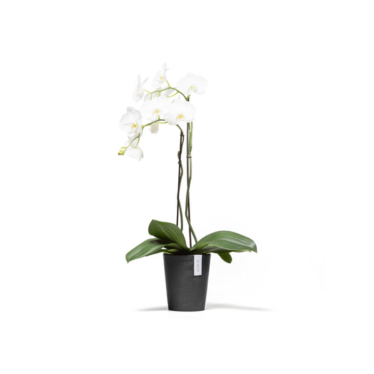 Kukkaruukku Morinda 13cm tummanharmaa – kasvin kanssa