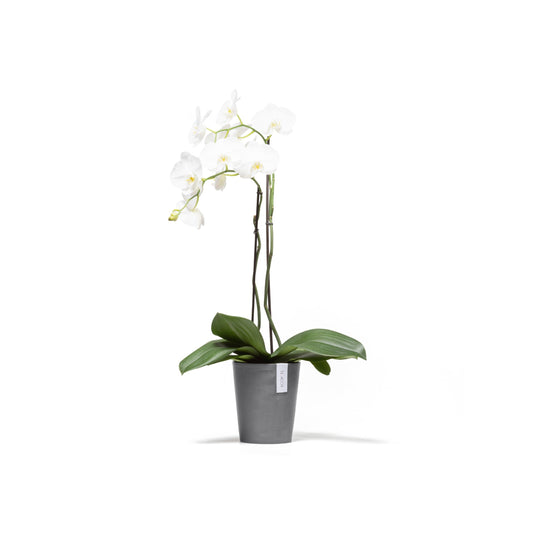 Kukkaruukku Morinda 16cm harmaa – kasvin kanssa
