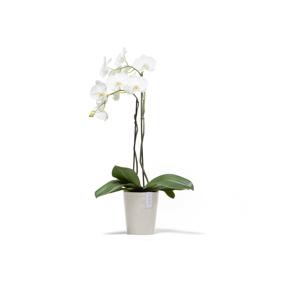 Kukkaruukku Morinda 13cm hiekka – kasvin kanssa