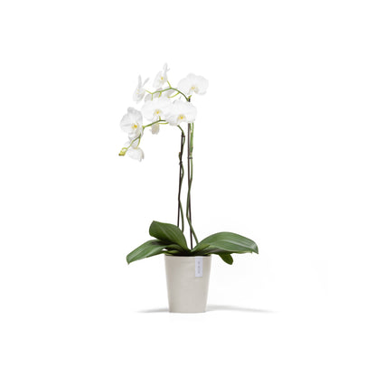 Kukkaruukku Morinda 16cm hiekka – kasvin kanssa