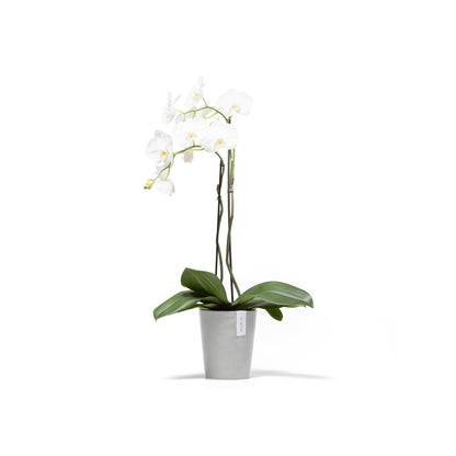 Kukkaruukku Morinda 16cm valkoharmaa – kasvin kanssa