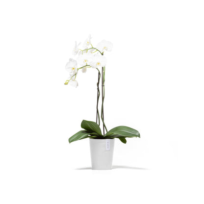 Kukkaruukku Morinda 16cm valkoinen – kasvin kanssa