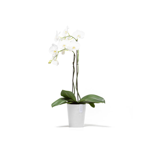 Kukkaruukku Morinda 16cm valkoinen – kasvin kanssa