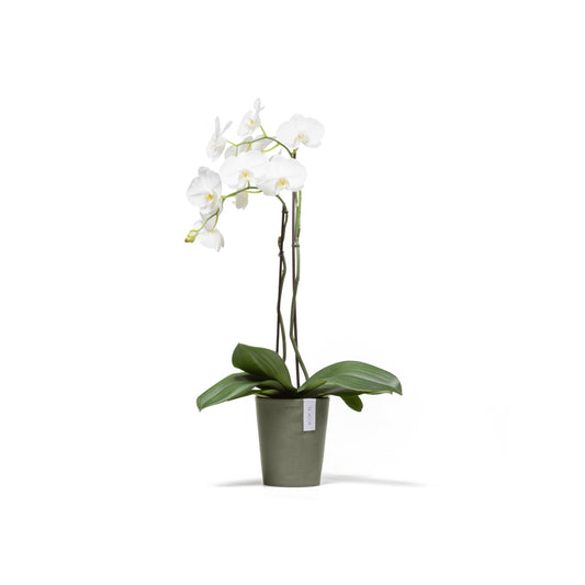 Kukkaruukku Morinda 16cm kaki – kasvin kanssa