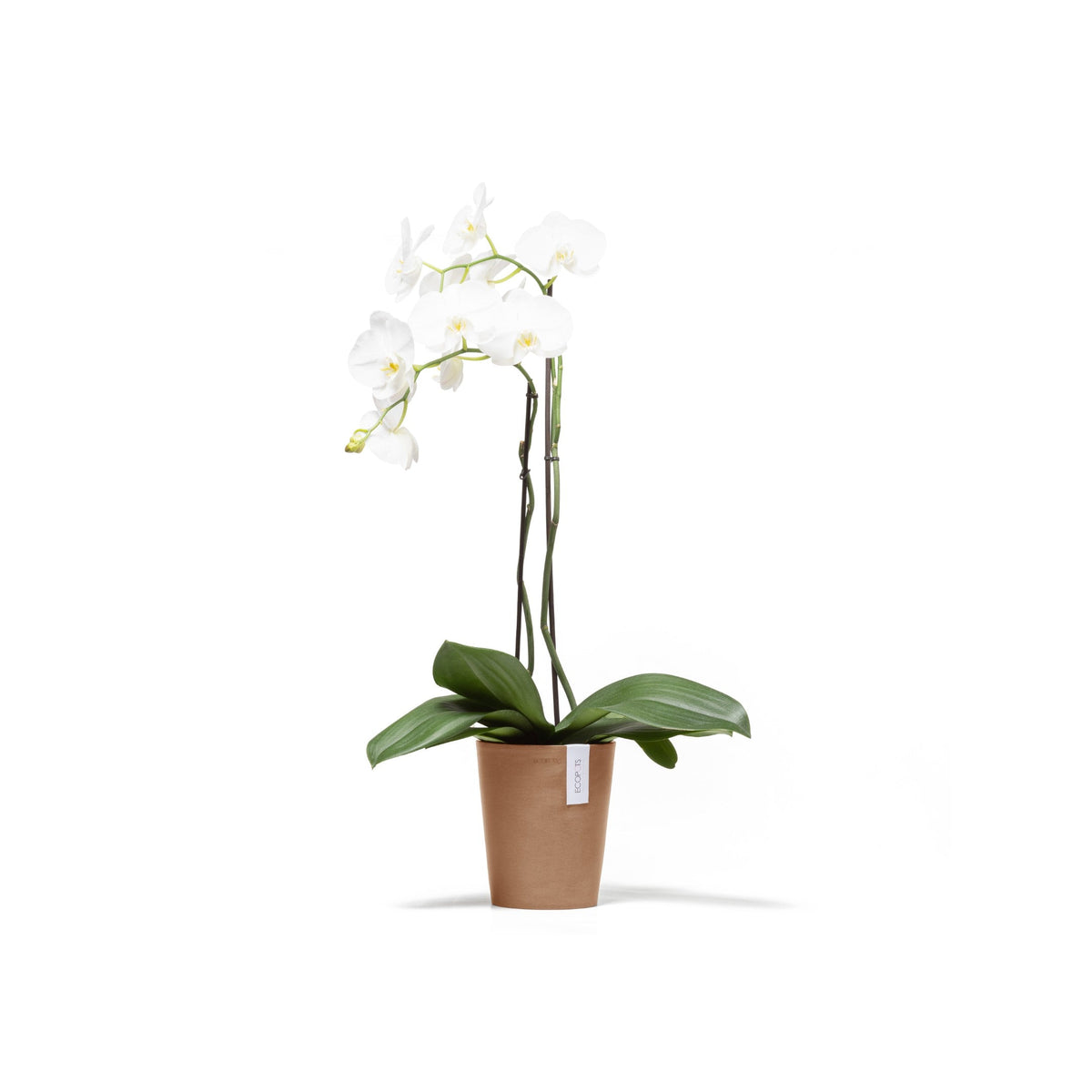 Kukkaruukku Morinda 16cm terracotta – kasvin kanssa