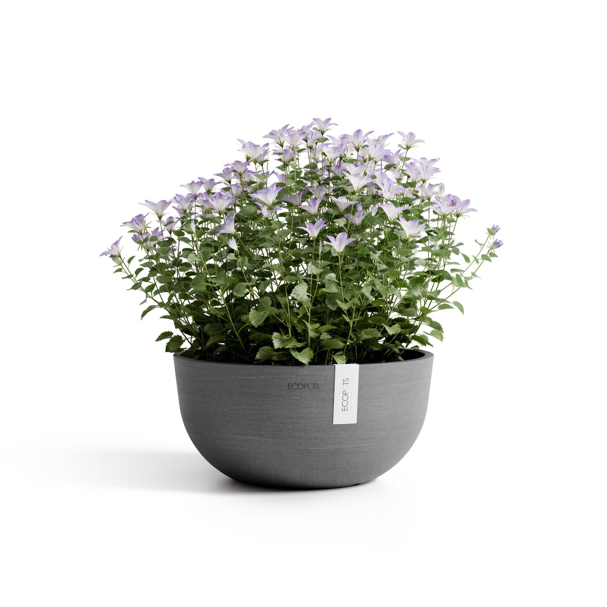 Kukkaruukku Oslo matala 25cm harmaa – kasvin kanssa