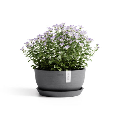 Kukkaruukku Oslo matala 25cm harmaa – aluslautasen ja kasvin kanssa
