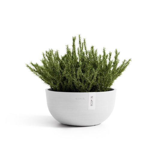 Kukkaruukku Oslo matala 30cm valkoinen – kasvin kanssa