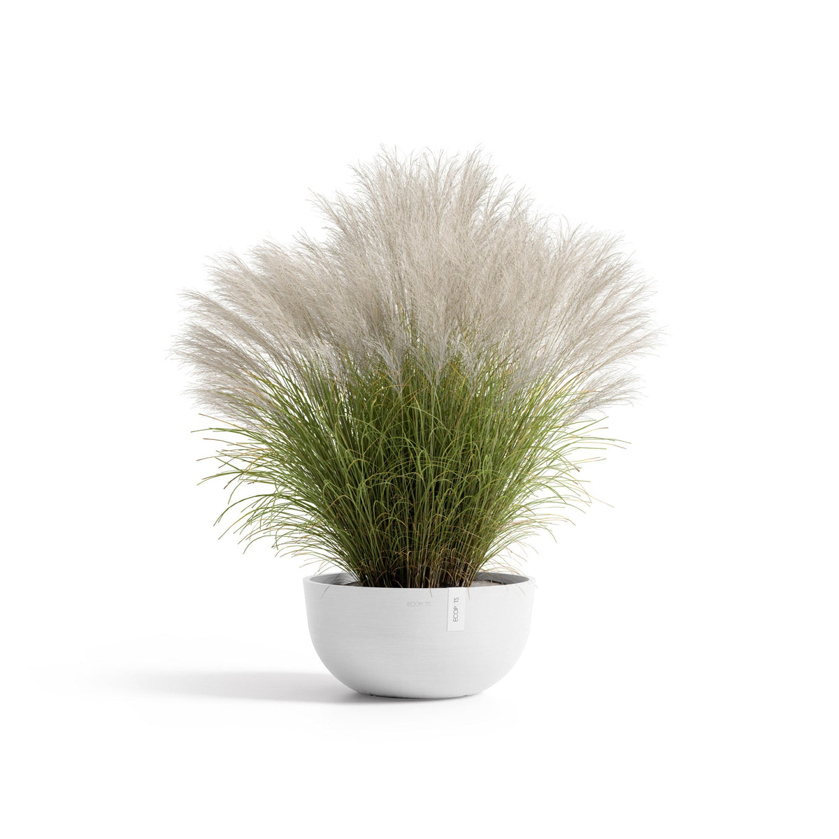 Kukkaruukku Oslo matala 40cm valkoinen – kasvin kanssa