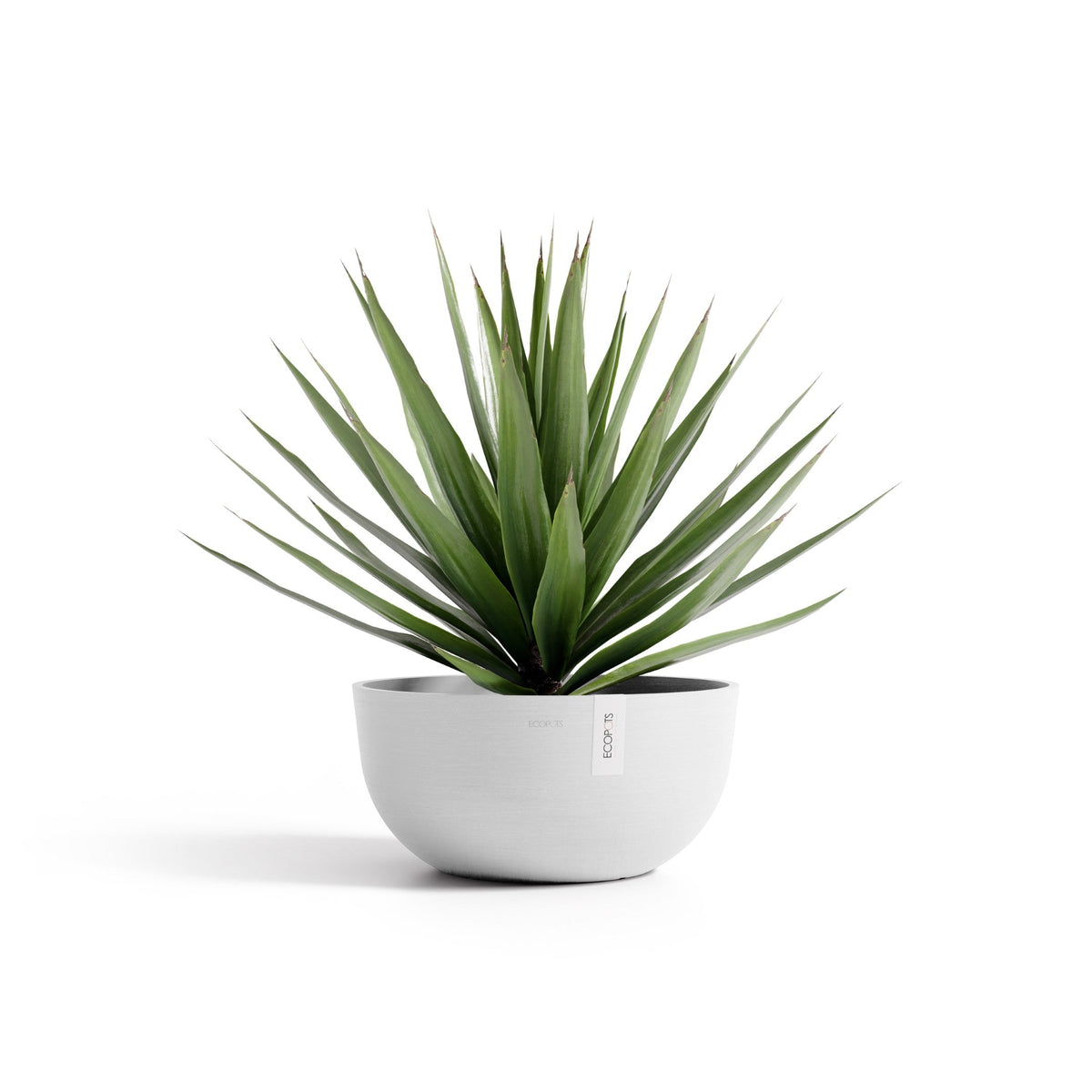 Kukkaruukku Oslo matala 50cm valkoinen – kasvin kanssa