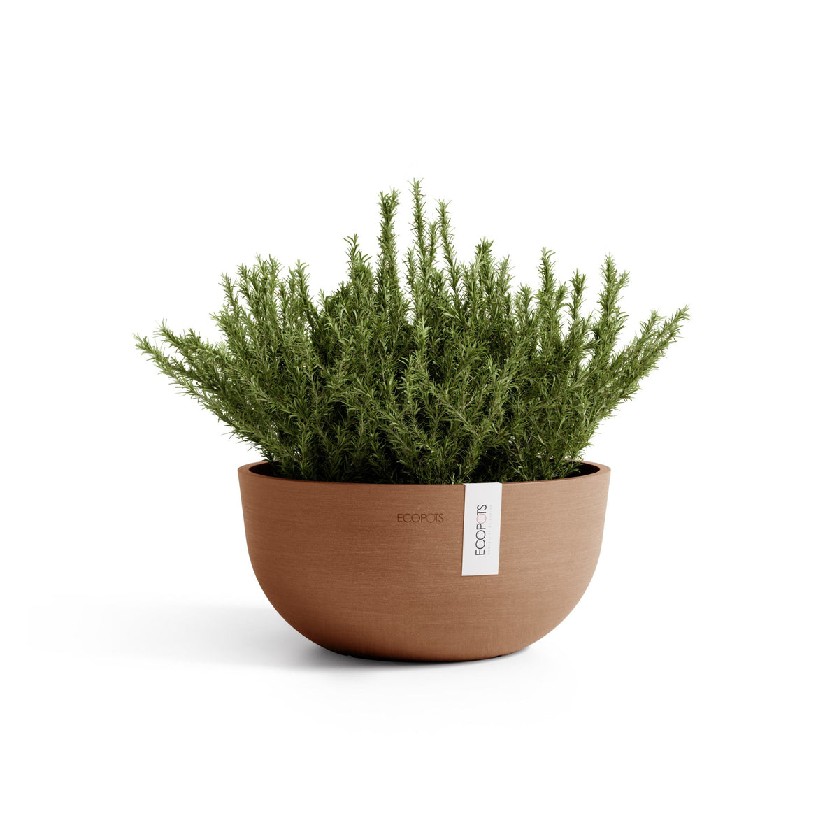 Kukkaruukku Oslo matala 30cm terracotta – kasvin kanssa