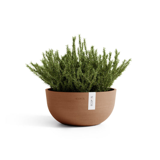 Kukkaruukku Oslo matala 30cm terracotta – kasvin kanssa