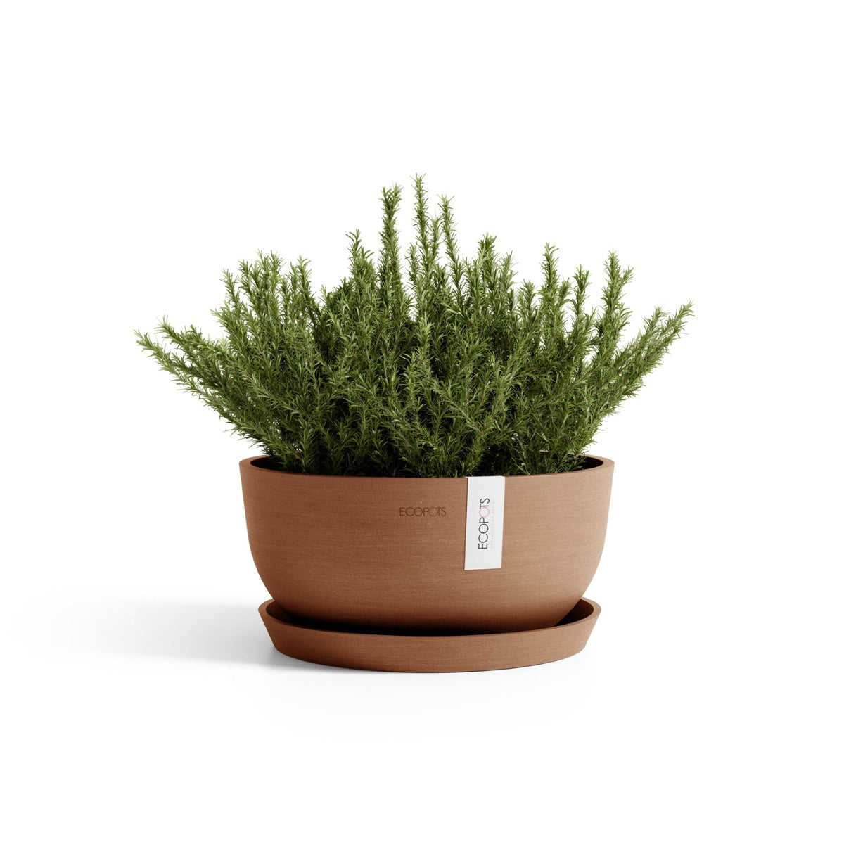 Kukkaruukku Oslo matala 30cm terracotta – aluslautasen ja kasvin kanssa