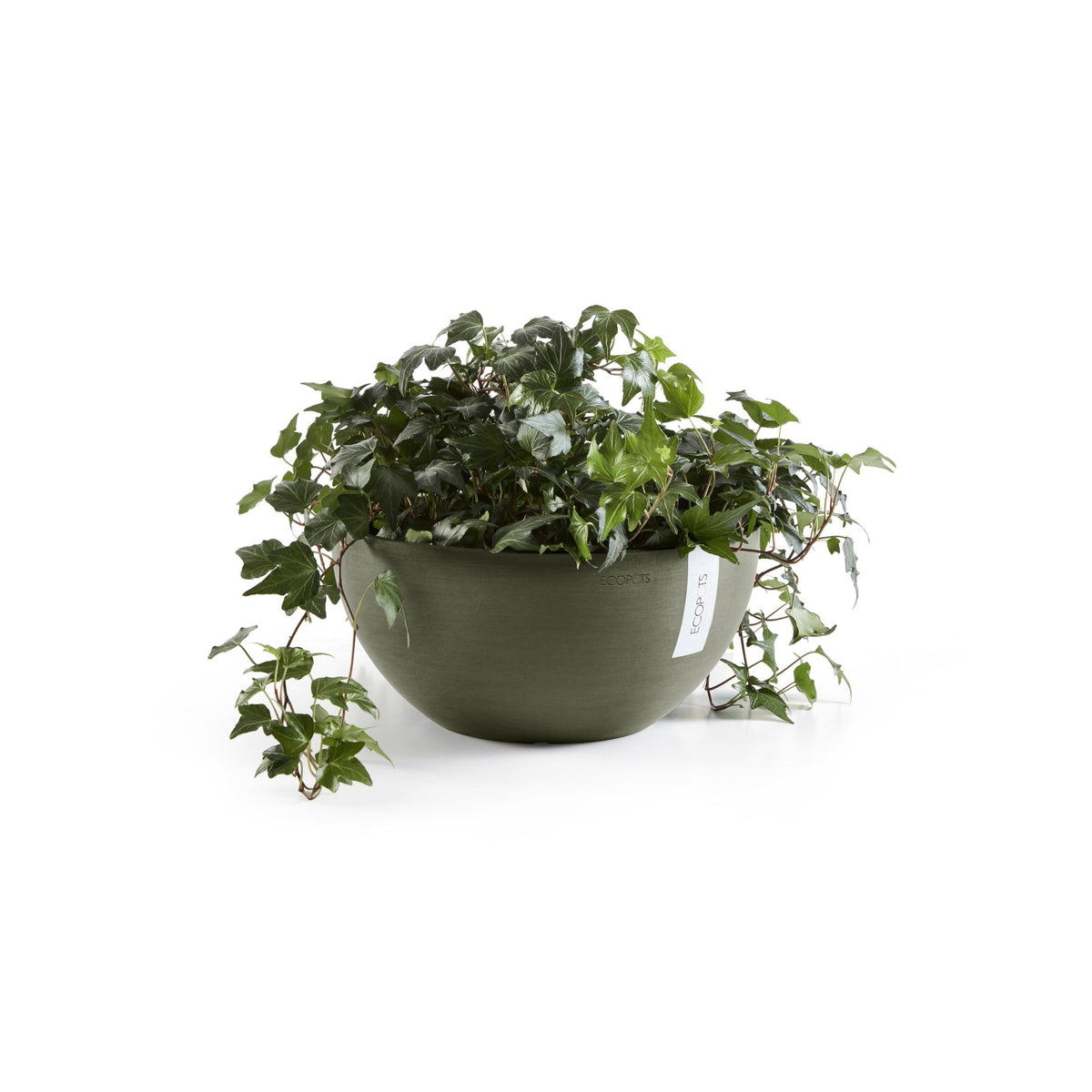 Kukkaruukku Brysseli 35cm kaki – kasvin kanssa 3
