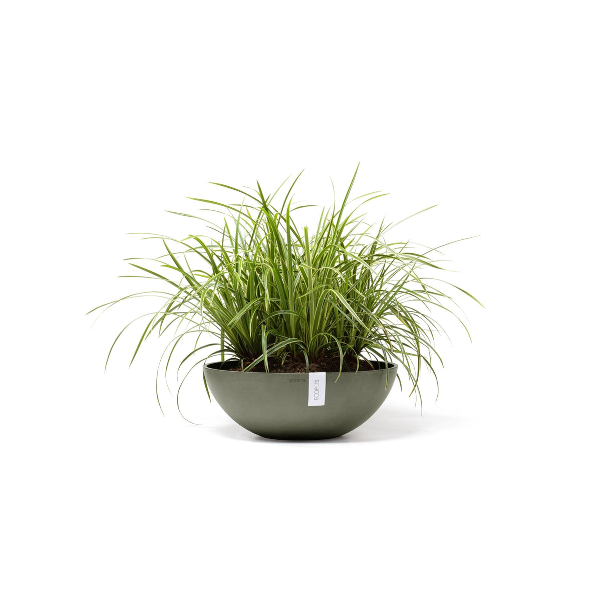 Kukkaruukku Vienna 50cm kaki – kasvin kanssa