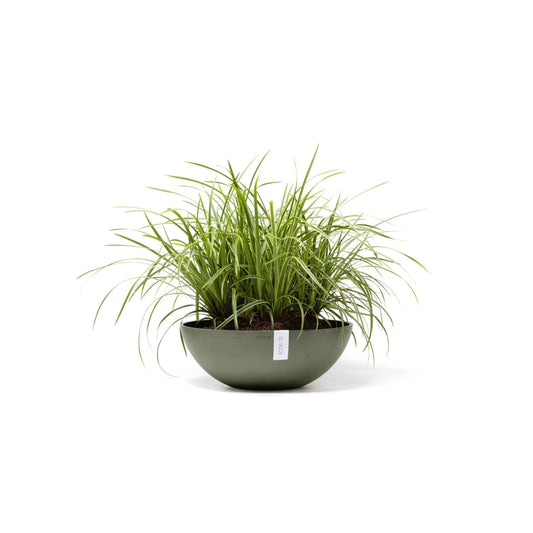 Kukkaruukku Vienna 50cm kaki – kasvin kanssa