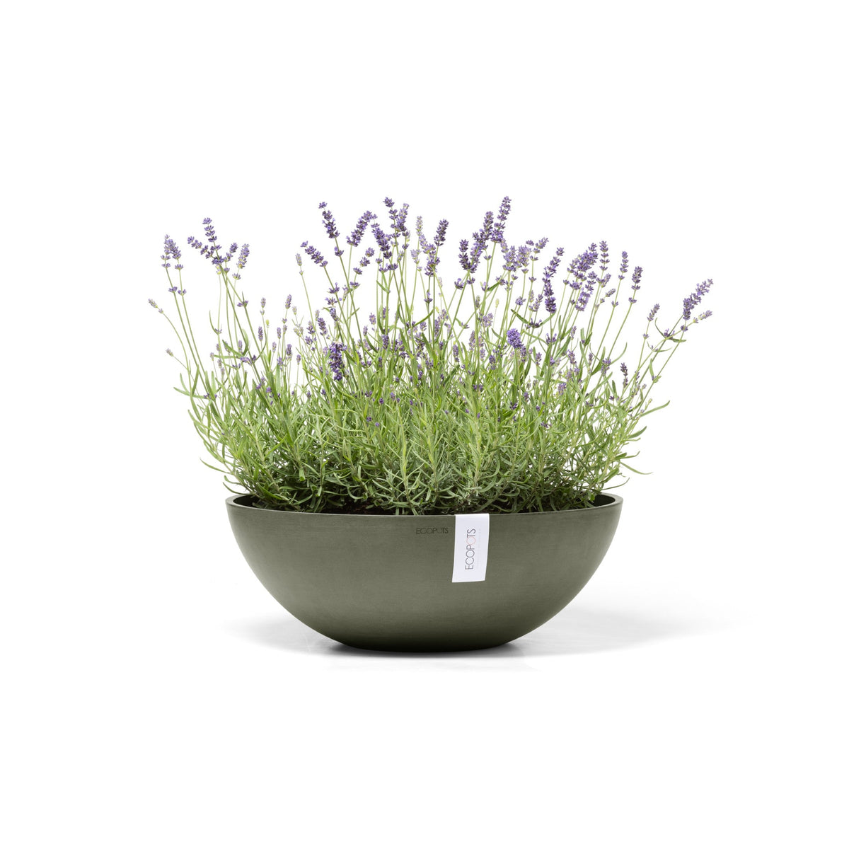 Kukkaruukku Vienna 50cm kaki – kasvin kanssa 2