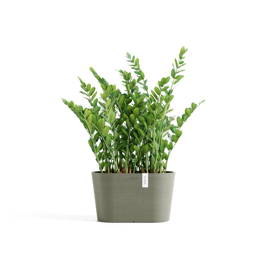 Kukkaruukku Tokio 30cm kaki – kasvin kanssa