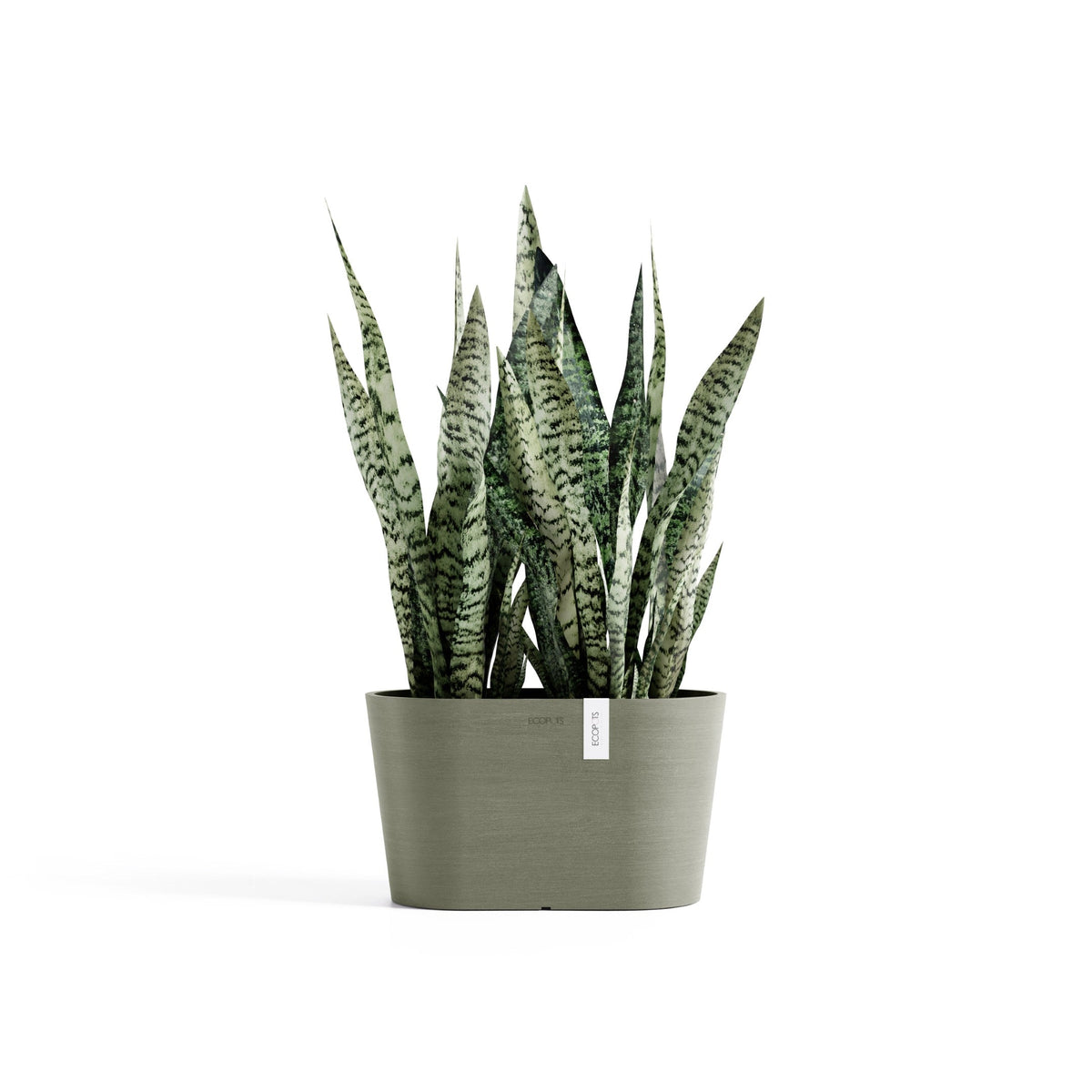 Kukkaruukku Tokio 30cm kaki – kasvin kanssa 2