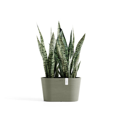 Kukkaruukku Tokio 30cm kaki – kasvin kanssa 2