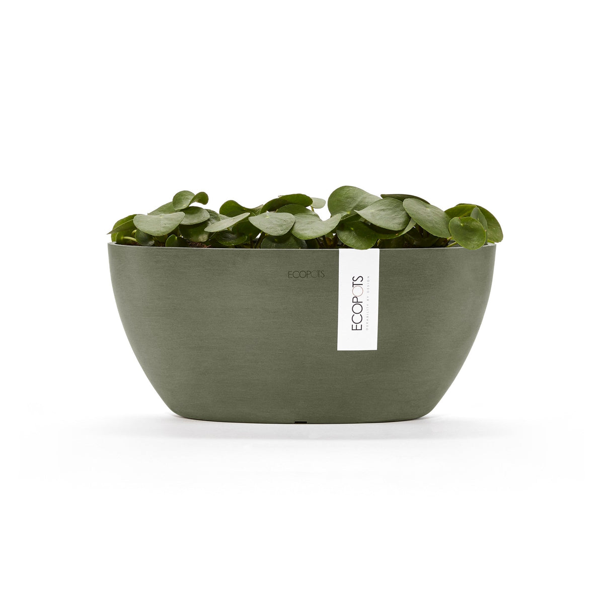 Kukkaruukku Sofia 30cm kaki – kasvin kanssa 3