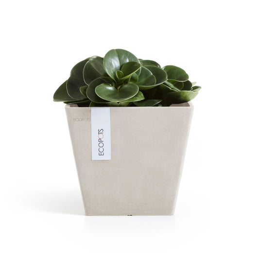 Kukkaruukku Rotterdam 20cm hiekka – kasvin kanssa