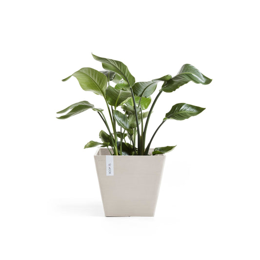 Kukkaruukku Rotterdam 50cm hiekka – kasvin kanssa