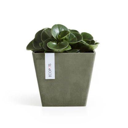Kukkaruukku Rotterdam 20cm kaki – kasvin kanssa