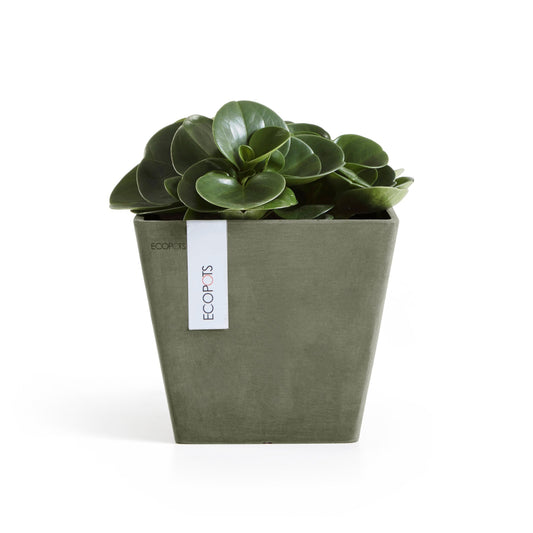 Kukkaruukku Rotterdam 20cm kaki – kasvin kanssa