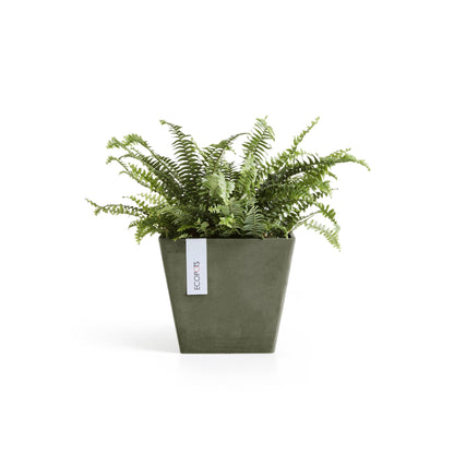 Kukkaruukku Rotterdam 20cm kaki – kasvin kanssa 2