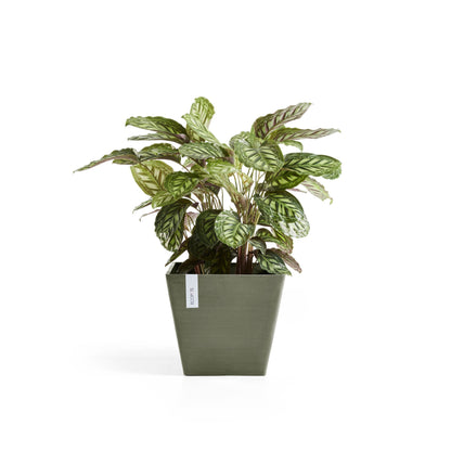 Kukkaruukku Rotterdam 30cm kaki – kasvin kanssa 3