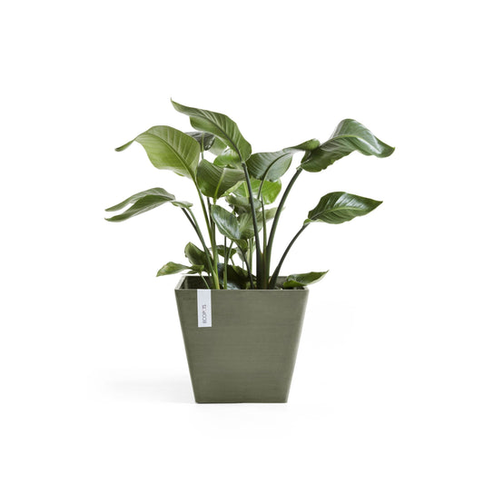 Kukkaruukku Rotterdam 40cm kaki – kasvin kanssa