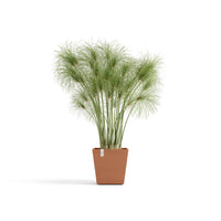 Lillepott Rotterdam design 25cm terrakota