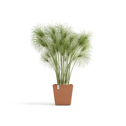 Kukkaruukku Rotterdam design 25cm terracotta – kasvin kanssa