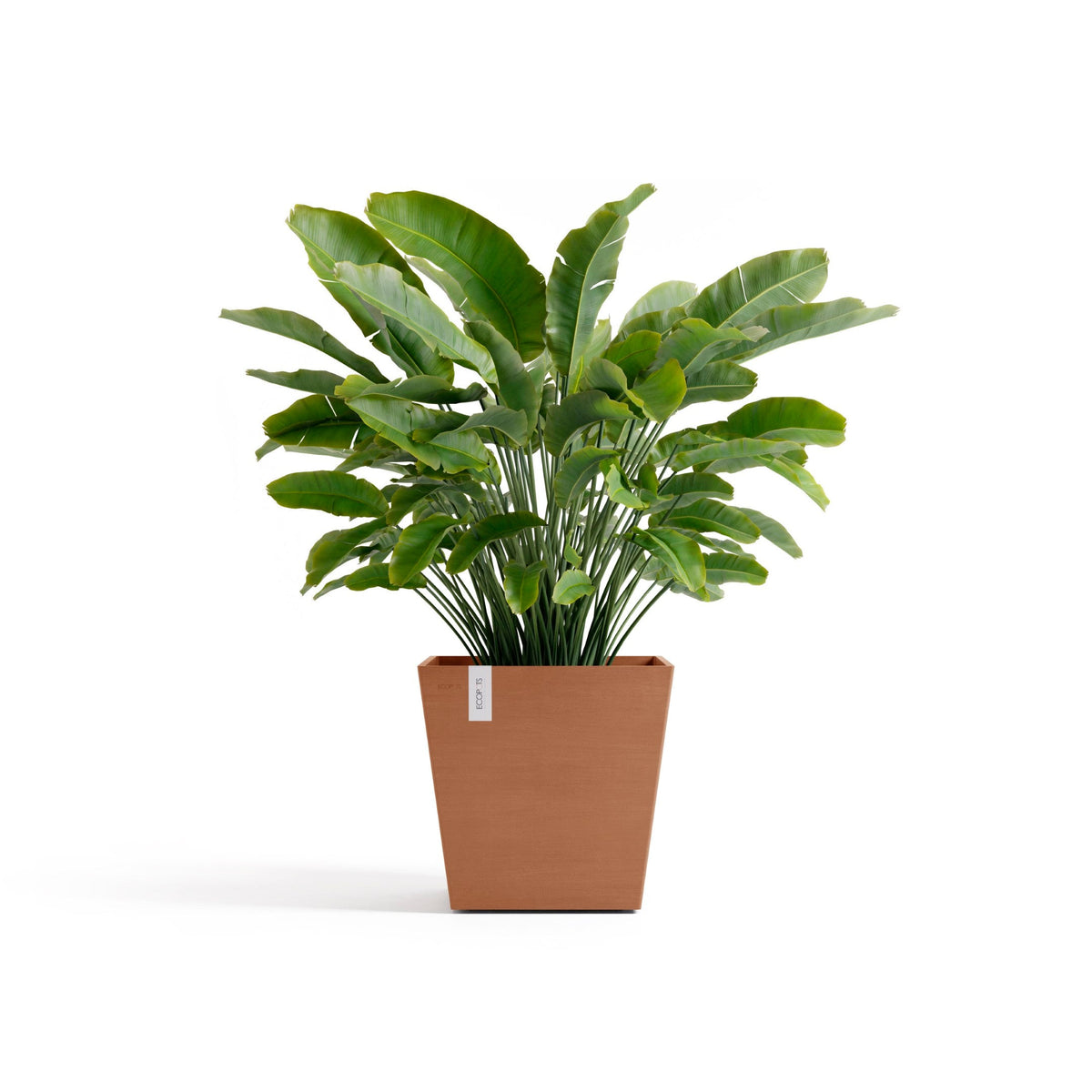 Kukkaruukku Rotterdam design 45cm terracotta – kasvin kanssa