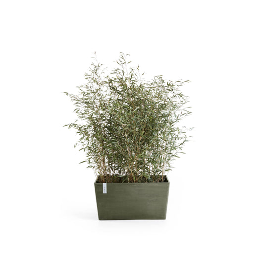 Kukkaruukku Pariisi 80cm kaki – kasvin kanssa