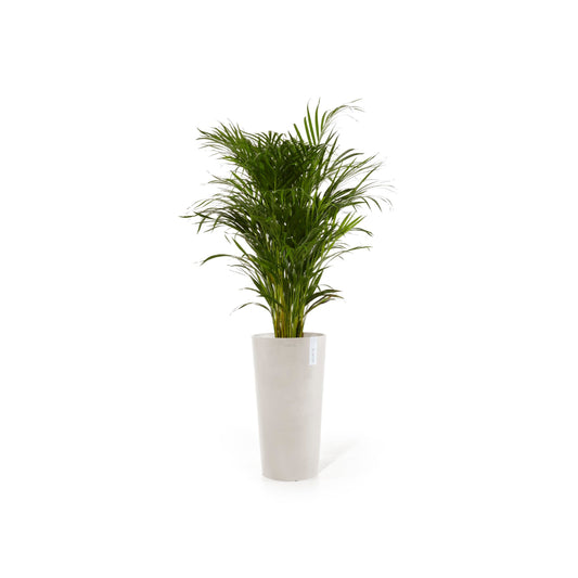 Kukkaruukku Amsterdam korkea 76cm hiekka – kasvin kanssa
