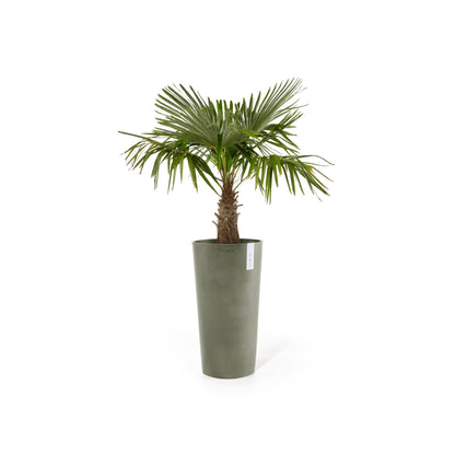 Kukkaruukku Amsterdam keskikorkea 66cm kaki – kasvin kanssa 2